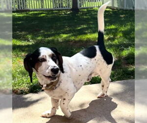 Bagle Hound Dogs for adoption in Deepwater, NJ, USA