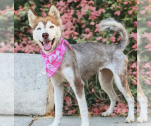 Siberian Husky Dogs for adoption in Carrollton, TX, USA