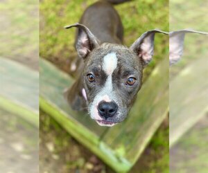 American Pit Bull Terrier-Unknown Mix Dogs for adoption in West Cornwall, CT, USA