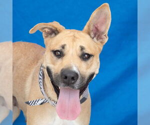 Black Mouth Cur Dogs for adoption in Pasadena, CA, USA