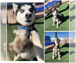 Siberian Husky Dogs for adoption in HESPERIA, CA, USA