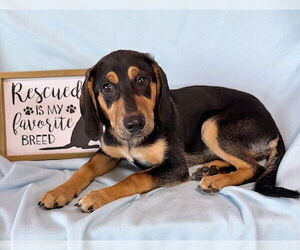 Bernese Mountain Dog-Unknown Mix Dogs for adoption in Genesee, WI, USA
