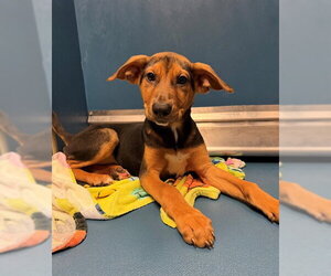 Rhodesian Ridgeback-Unknown Mix Dogs for adoption in Conroe, TX, USA