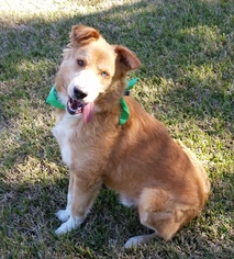 Medium Photo #1 Golden Retriever-Unknown Mix Puppy For Sale in HOUSTON, TX, USA