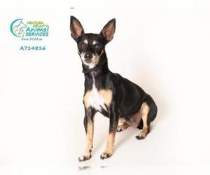 Chipin Dogs for adoption in Camarillo, CA, USA