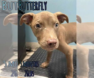 Mutt Dogs for adoption in Woodbury, NY, USA