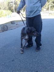Great Dane Dogs for adoption in Albany, GA, USA