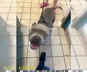 American Pit Bull Terrier Dogs for adoption in West Palm Beach, FL, USA