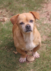 Medium Photo #1 Chug Puppy For Sale in PIPE CREEK, TX, USA
