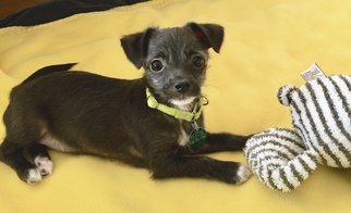 Medium Photo #1 Chihuahua-Unknown Mix Puppy For Sale in Marina Del Rey, CA, USA