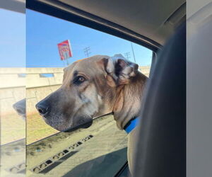 Great Dane Dogs for adoption in Bullard, TX, USA