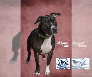American Pit Bull Terrier Dogs for adoption in Waynesboro, PA, USA