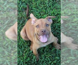 American Pit Bull Terrier Dogs for adoption in McDonough, GA, USA