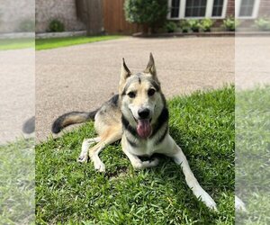 German Shepherd Dog-Huskies  Mix Dogs for adoption in Candler, NC, USA