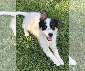 Australian Shepherd-Unknown Mix Dogs for adoption in Newport Beach, CA, USA