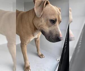 Mutt Dogs for adoption in Houston, TX, USA