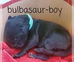 Mastador Dogs for adoption in Chantilly, VA, USA