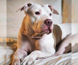 Staffordshire Bull Terrier Dogs for adoption in Austin, TX, USA