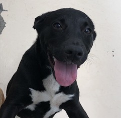 Shepradors Dogs for adoption in Kailua Kona , HI, USA