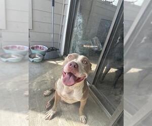 American Staffordshire Terrier-Unknown Mix Dogs for adoption in San Antonio, TX, USA