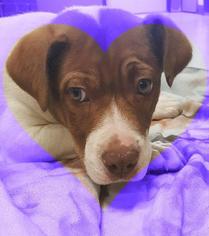 Saint Bernard Dogs for adoption in Bemidji, MN, USA