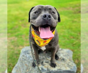 American Staffordshire Terrier-Unknown Mix Dogs for adoption in Long Beach, CA, USA