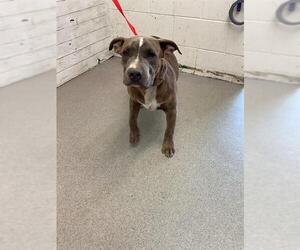 American Pit Bull Terrier Dogs for adoption in San Bernardino, CA, USA