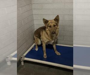 German Shepherd Dog Dogs for adoption in Stockton, CA, USA