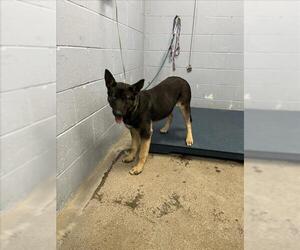 German Shepherd Dog-Siberian Husky Mix Dogs for adoption in Woodland, CA, USA
