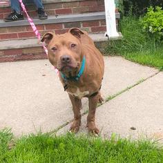 American Pit Bull Terrier Dogs for adoption in Millburn, NJ, USA