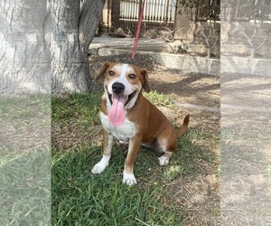 Black Mouth Cur-Labrador Retriever Mix Dogs for adoption in San Diego, CA, USA