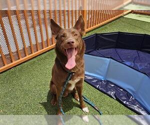 Australian Kelpie-Unknown Mix Dogs for adoption in Las Vegas, NV, USA