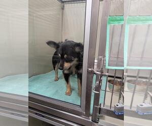 Papillon-Unknown Mix Dogs for adoption in Upland, CA, USA