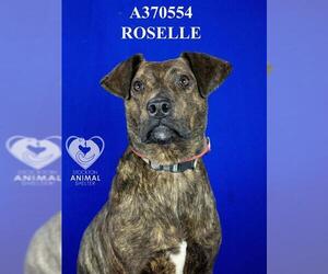 Mutt Dogs for adoption in Stockton, CA, USA