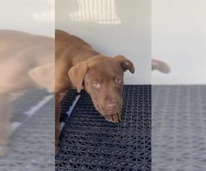 Labrador Retriever-Unknown Mix Dogs for adoption in Augusta, GA, USA