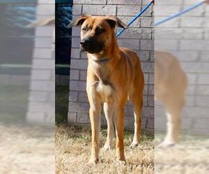 Rhodesian Ridgeback Dogs for adoption in Little Rock, AR, USA