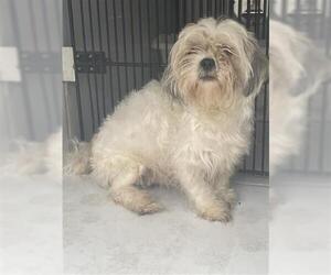 Shih Tzu Dogs for adoption in Houston, TX, USA