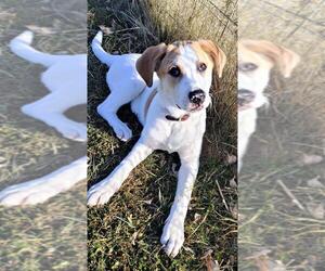 Great Dane-Labrador Retriever Mix Dogs for adoption in Prosser, WA, USA