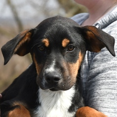 Labrottie Dogs for adoption in Huntley, IL, USA