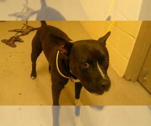 Mutt Dogs for adoption in Sanford, FL, USA
