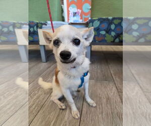 Chihuahua-Unknown Mix Dogs for adoption in Holly Springs, NC, USA