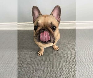 French Bulldog Dogs for adoption in Brights Grove, Ontario, Canada