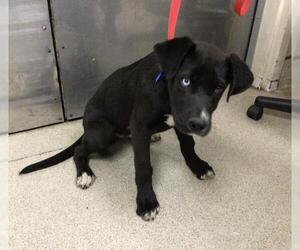 Labrador Retriever-Unknown Mix Dogs for adoption in Riverside, CA, USA