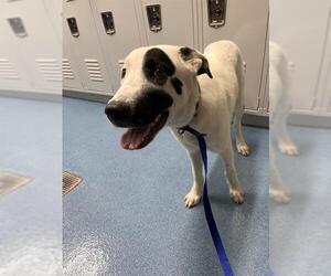 Labrador Retriever-Unknown Mix Dogs for adoption in Pearland, TX, USA