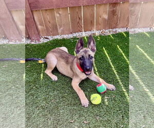 Mutt Dogs for adoption in Newport Beach, CA, USA