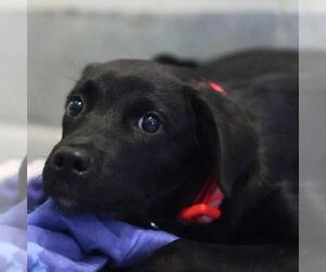 Labrador Retriever-Unknown Mix Dogs for adoption in San Antonio, TX, USA