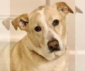 Shepradors Dogs for adoption in Gulfport, MI, USA
