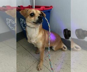 Chihuahua Dogs for adoption in Stockton, CA, USA