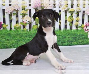 Labrador Retriever-Unknown Mix Dogs for adoption in Oroville, CA, USA