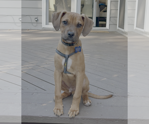 Boxer-Unknown Mix Dogs for adoption in Bellevue, WA, USA